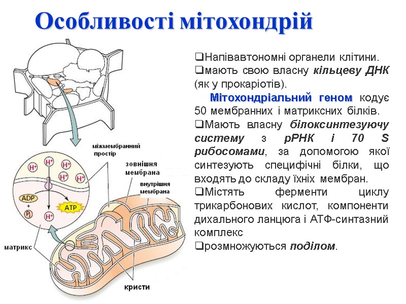 Особливості мітохондрій Напівавтономні органели клітини. мають свою власну кільцеву ДНК (як у прокаріотів). 